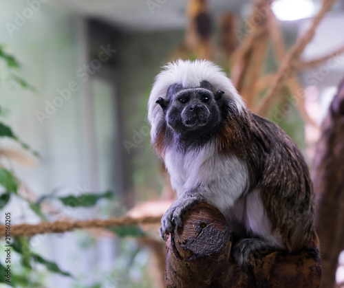 Little Ape sitting on a tree in Hellabrunn Zoo Munich