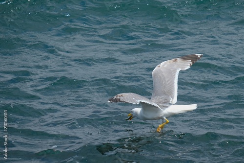 Photography Seagull catching a fish in istanbul