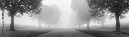 Avenue of Linden Trees shrouded in Fog, black and white photo