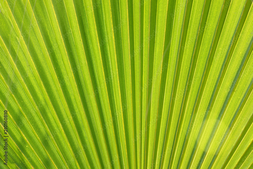 Texture of Green palm Leaf. Texture of Green palm Leaf.