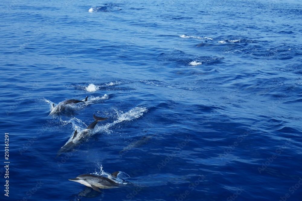 Fototapeta premium Wild dolphins in Pacific Ocean near Hualien, Taiwan