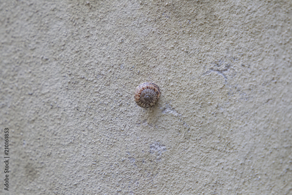 Old plastered wall of a building in Tuscany with patina and a snail on it Old plastered wall of a building in Tuscany with patina and a snail on it