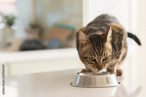 Beautiful feline cat eating on a metal bowl. Cute domestic animal. photo