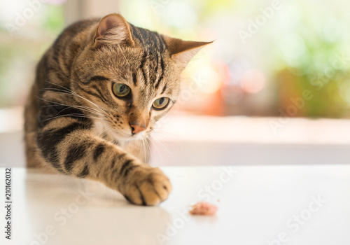 Fototapeta Naklejka Na Ścianę i Meble -  Beautiful feline cat at home. Domestic animal.