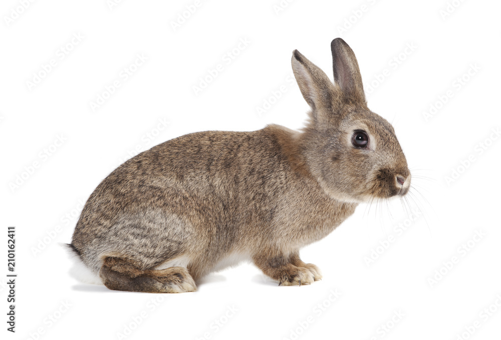 Rabbit isolated Rabbit isolated