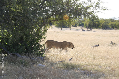 Fototapeta Naklejka Na Ścianę i Meble -  Namibie