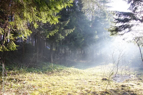 Obraz promienie słońca w lesie