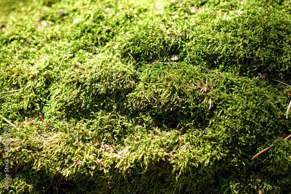 Green natural moss on grunge texture, background. Shallow focus. Filled full frame picture. Show with macro view in forrest Green natural moss on grunge texture, background. Shallow focus. Filled full frame picture. Show with macro view in forrest