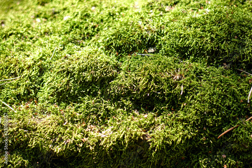 Green natural moss on grunge texture  background. Shallow focus. Filled full frame picture. Show with macro view in forrest