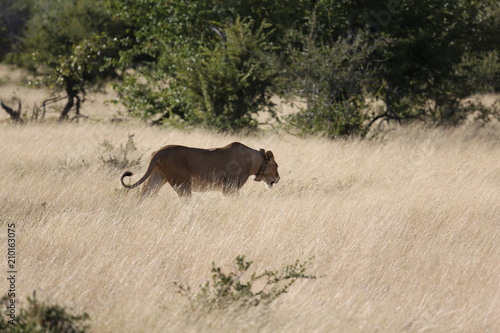 Fototapeta Naklejka Na Ścianę i Meble -  Namibie