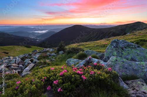 Fototapeta Naklejka Na Ścianę i Meble -  Mountains landscapes. Scenery of sunrise with beautiful colorful sky. Lawn with rhododendron flowers and grey stones. Warm sunny day.