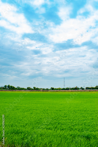 Green rice fields And sky