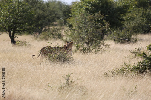 Fototapeta Naklejka Na Ścianę i Meble -  Namibie