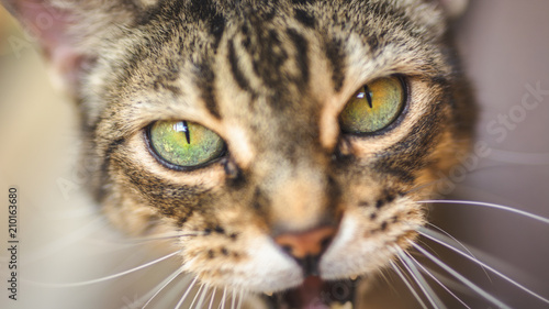 occhi di gatto © Federico