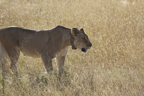Fototapeta Naklejka Na Ścianę i Meble -  Namibie