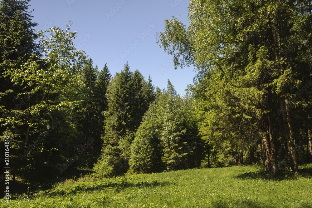 Glade in summer forest landscape Glade in summer forest landscape