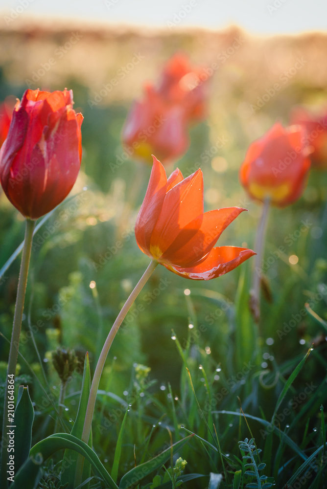 Obraz premium Tulips. Tulipa schrenkii. Chyornye Zemli (Black Lands) Nature Reserve, Kalmykia region, Russia.