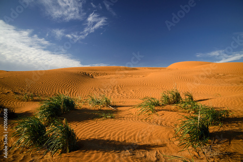 Desert in Kalmykia. Chyornye Zemli (Black Lands) Nature Reserve, Kalmykia region, Russia.