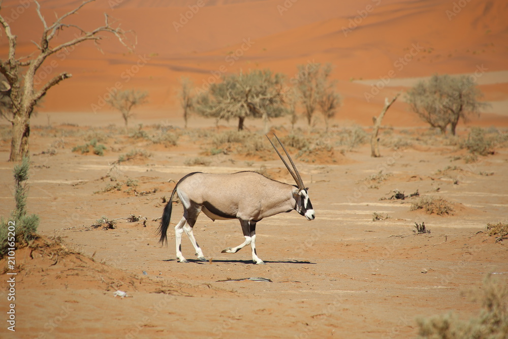 Fototapeta premium Namibie