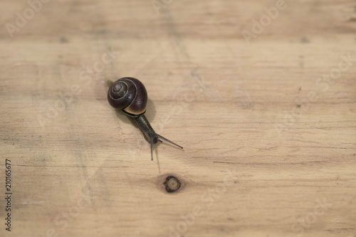 Snail on the wooden background