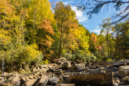 Green and yellow fall foliage along side large stones in a river bed.