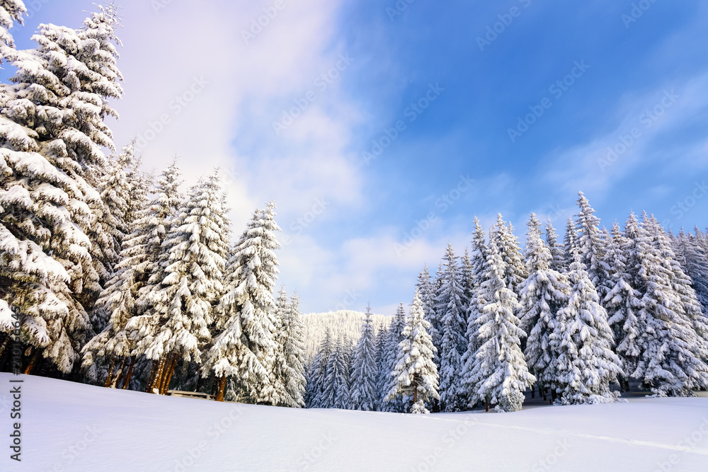 Fantastic fluffy Christmas trees in the snow. Postcard with tall trees, blue sky and snowdrift. Winter scenery in the sunny day. Mountain landscapes. Fantastic fluffy Christmas trees in the snow. Postcard with tall trees, blue sky and snowdrift. Winter scenery in the sunny day. Mountain landscapes.
