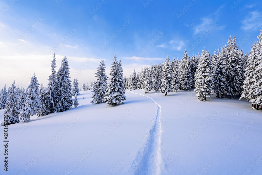 Powdered with snow tall fir-trees silently contemplate a daredevil who makes a path through in the winter cold day