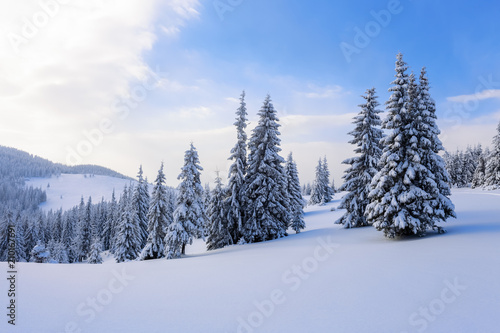 Fantastic fluffy Christmas trees in the snow. Postcard with tall trees, blue sky and snowdrift. Winter scenery in the sunny day. © Vitalii_Mamchuk