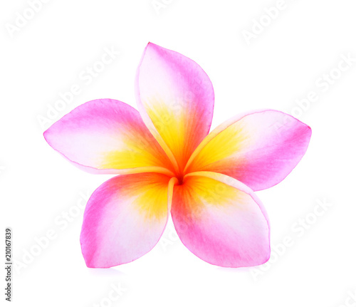 Frangipani isolated on white background