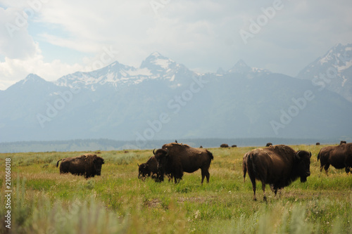 Bison