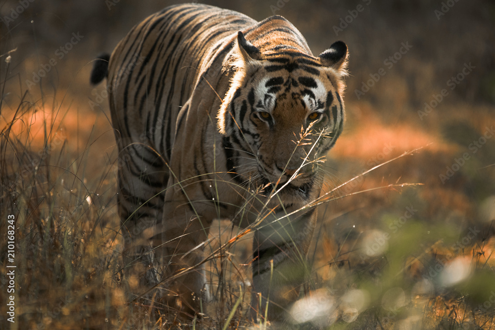 Naklejka premium tiger