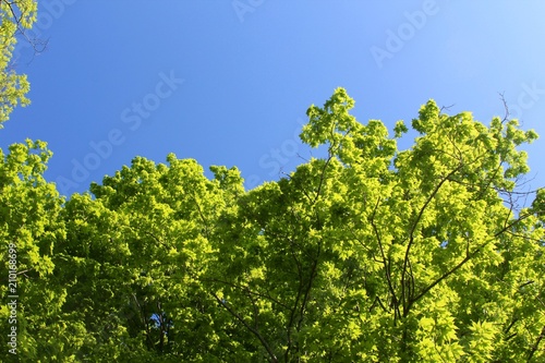 The tops of the green spring trees with the blue sky.