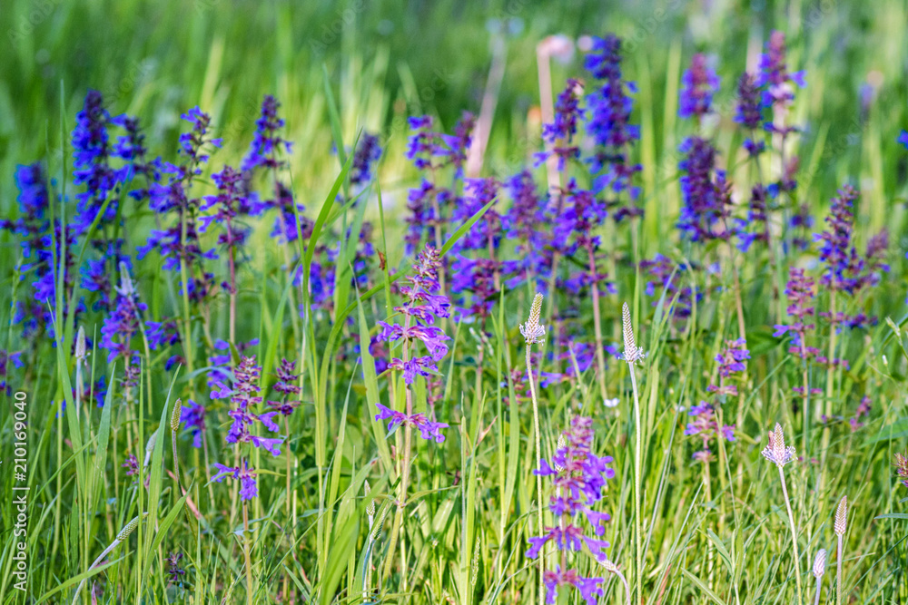 Wild flowers on a green summer meadow Wild flowers on a green summer meadow