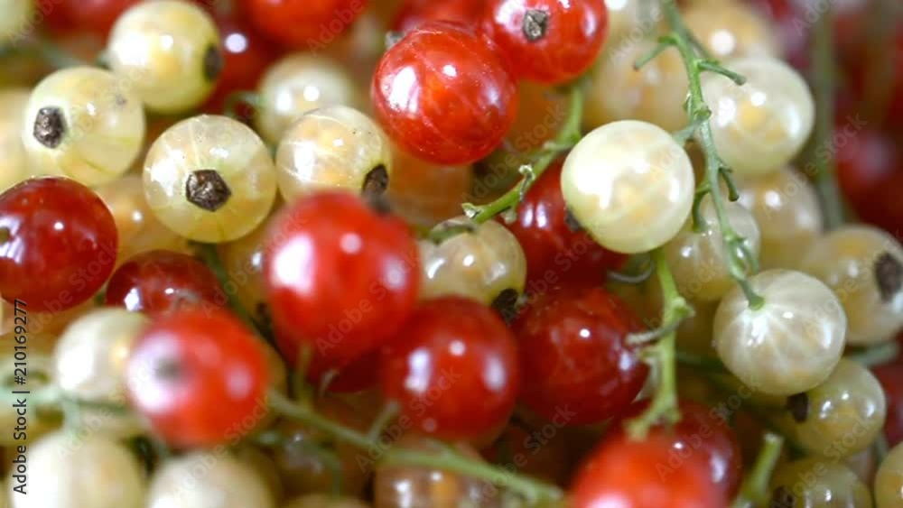 red currants, right rotated plate, close up red currants, right rotated plate, close up