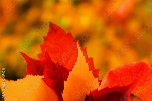 Autumn beautiful bright background. Colorful leaves, copy space
