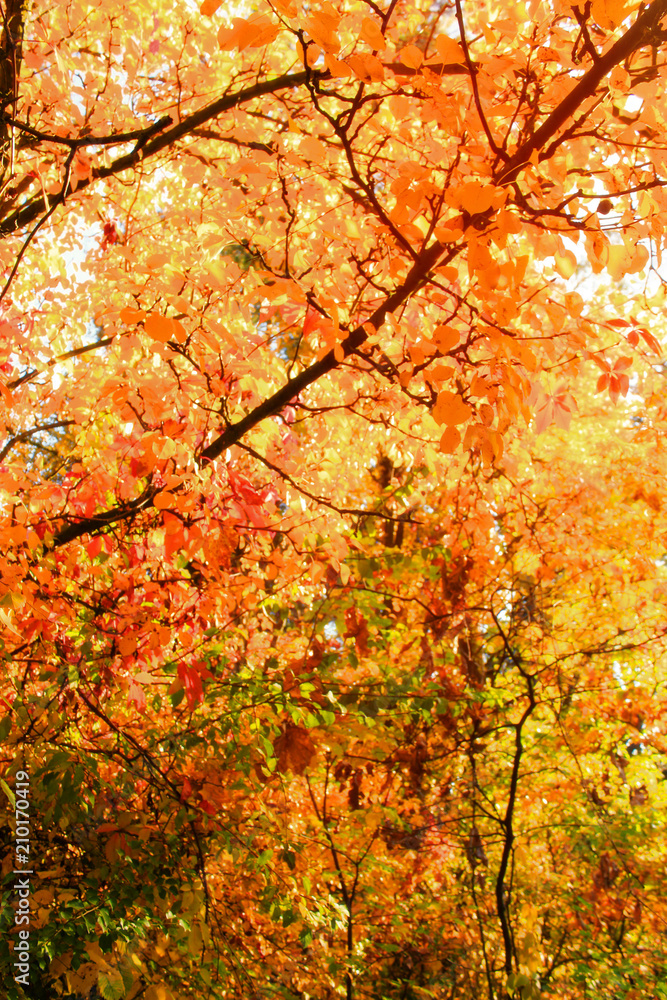 Autumn beautiful bright background. Colorful leaves, copy space