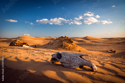Skull of a horse in the desert. Chyornye Zemli (Black Lands) Nature Reserve, Kalmykia region, Russia. photo