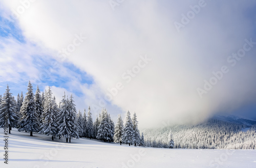 Fantastic fluffy Christmas trees in the snow. Postcard with tall trees, blue sky and snowdrift. Winter scenery in the sunny day. Mountain landscapes.