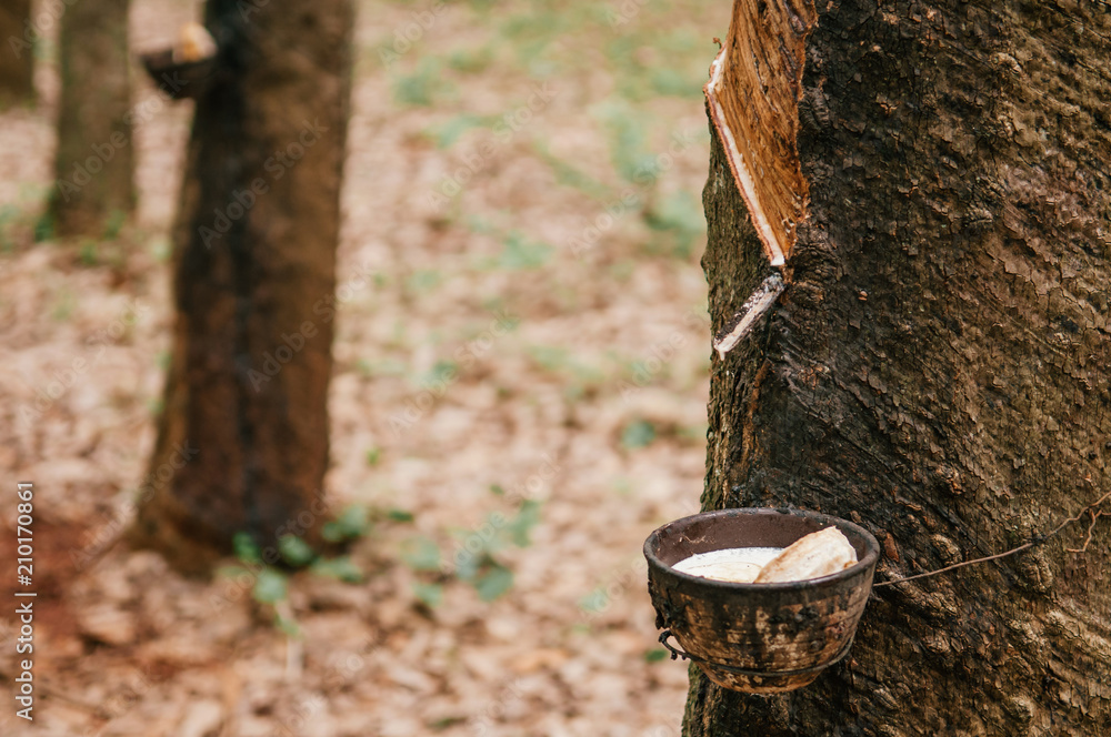 Milky latex in wooden bowl from Para rubber tree in southern Thailand. Milky latex in wooden bowl from Para rubber tree in southern Thailand.