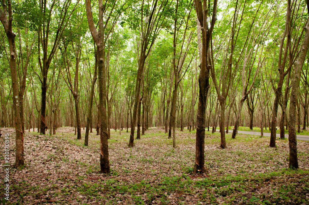 Green Lush Para rubber tree plantation in southern Thailand. Green Lush Para rubber tree plantation in southern Thailand.