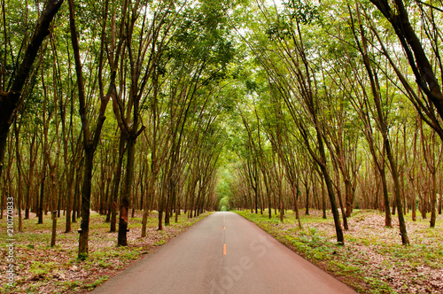 Fototapeta Naklejka Na Ścianę i Meble -  Rural road through Green Lush Para rubber tree plantation in southern Thailand.