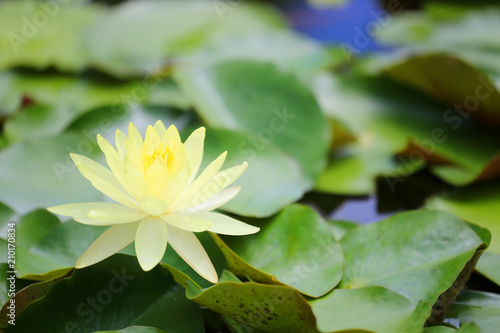 Yellow lotus or water lilies are blooming in the garden.
