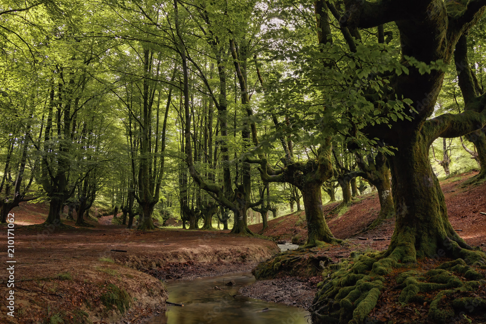 Naklejka premium ancient trees in bizkaia