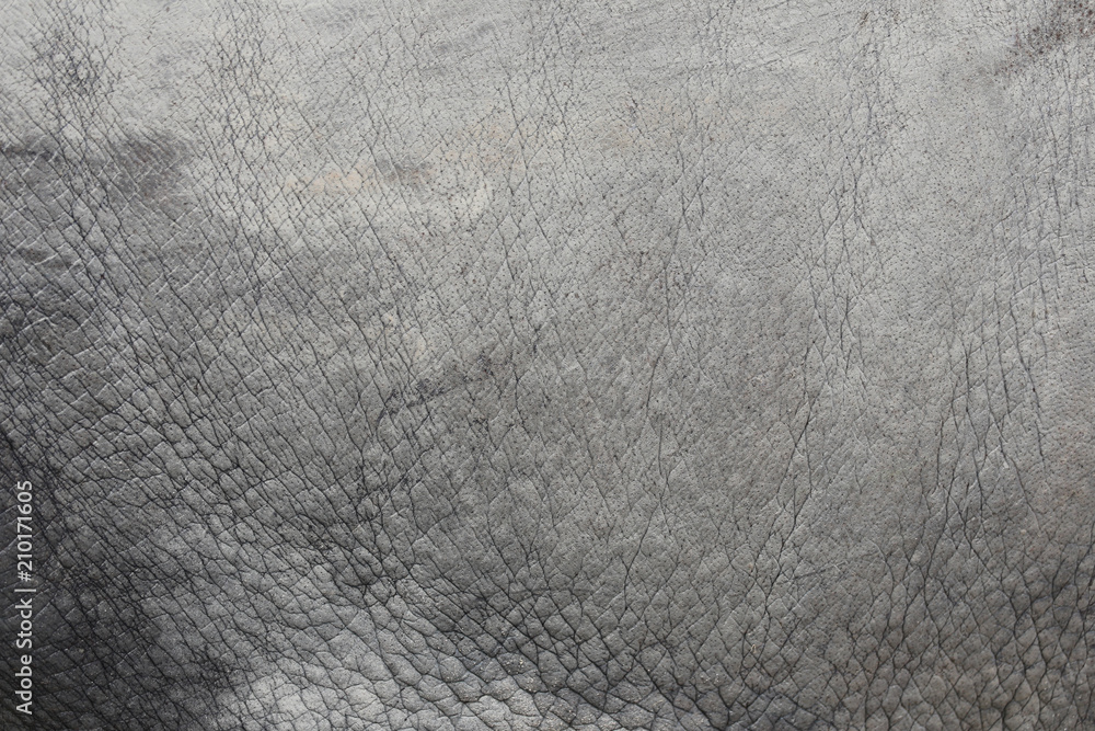 Fototapeta premium Surface of Elephant Leather skin background.