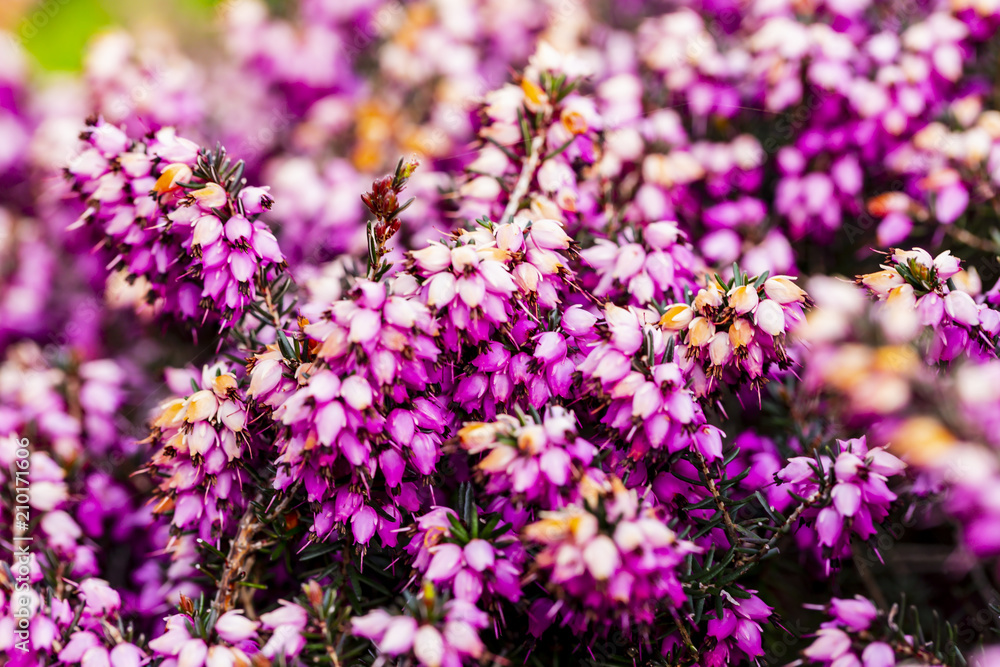 Common heather flower ( Calluna vulgaris ) in pink or velvet color Common heather flower ( Calluna vulgaris ) in pink or velvet color