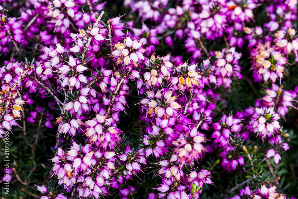 Common heather flower ( Calluna vulgaris ) in pink or velvet color