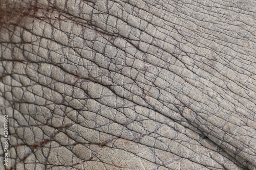 Surface of Elephant Leather skin background.