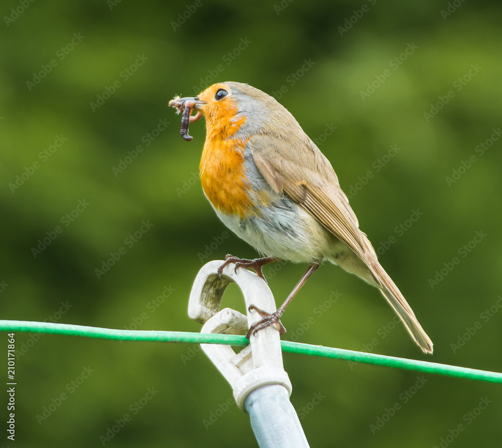 Fototapeta premium Robin with grubs and worms in it's beak
