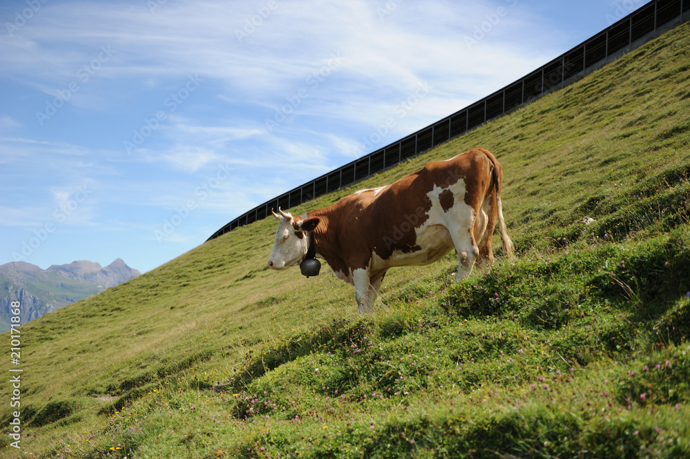 高原の牛