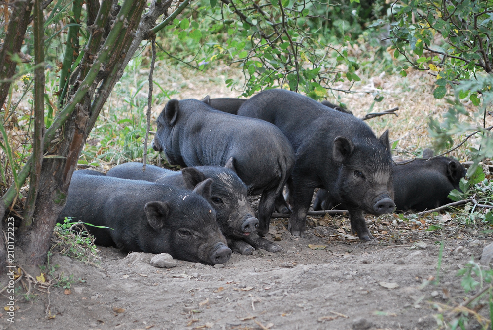 A group of black pigs in a field. A group of black pigs in a field.